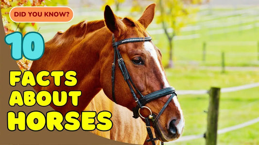 10-Fascinating-Facts-About-Horses-You-Probably-Did-Not-Know Huntley Equestrian