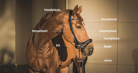 Bridle-basics-Types-Materials-and-How-to-Choose-the-Right-One Huntley Equestrian