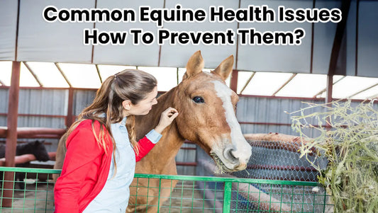 Common Equine Health Issues And How To Prevent Them