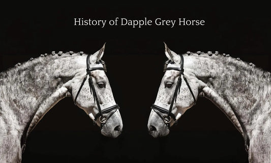 Dapple-Grey-Horse Huntley Equestrian