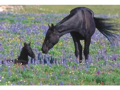 Happy Mother’s Day - Huntley Equestrian