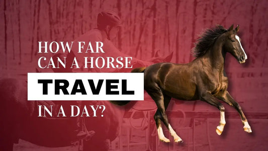 How-Far-Can-A-Horse-Travel-In-A-Day Huntley Equestrian