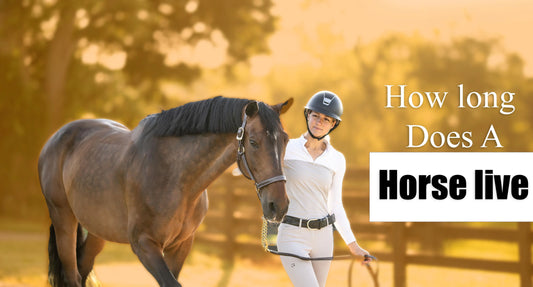 How-long-does-a-Horse-live Huntley Equestrian