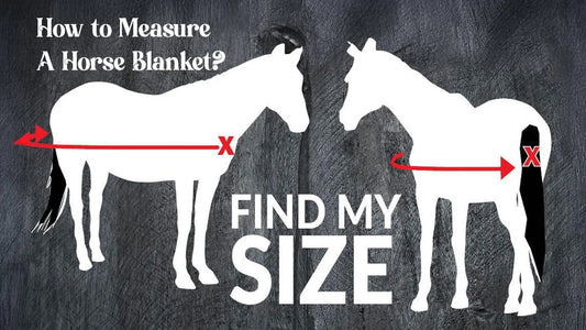 How-to-Measure-for-A-Horse-Blanket Huntley Equestrian