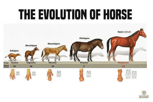 The-Evolution-of-Horse Huntley Equestrian