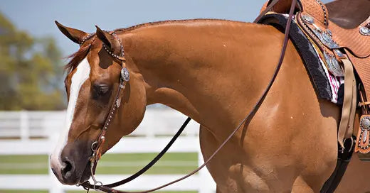 The-Role-of-Curb-Reins-in-Advanced-Riding-and-Horse-Training Huntley Equestrian