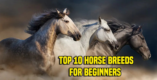 Top-10-horse-Breeds-for-Beginners Huntley Equestrian