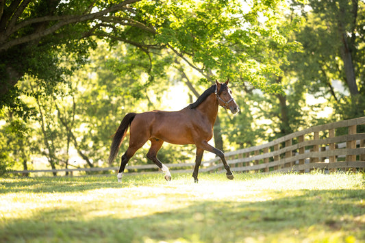 What-Is-Dressage-Horse-Riding Huntley Equestrian