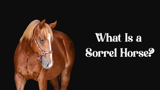 What-Is-a-Sorrel-Horse Huntley Equestrian