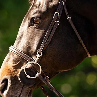 Horse Bridles - Huntley Equestrian