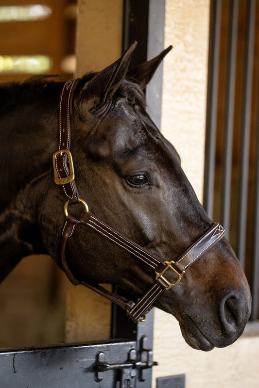 Huntley Equestrian Fancy Stitched Premium Leather Padded Halter - Huntley Equestrian