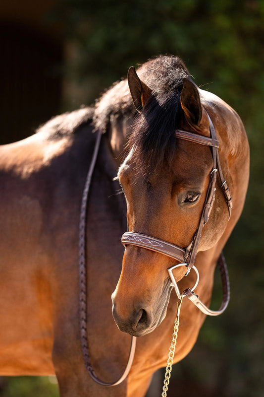 Huntley Equestrian Fancy Stitched Sedgwick Leather Padded Bridle with Reins - Huntley Equestrian