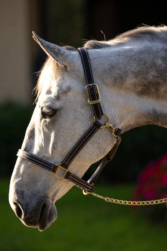 Huntley Equestrian Premium Leather Triple Stitched Halter with Snap - Huntley Equestrian